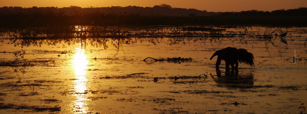 A Ginat Anteater at sunset in Barba Azul Reserve